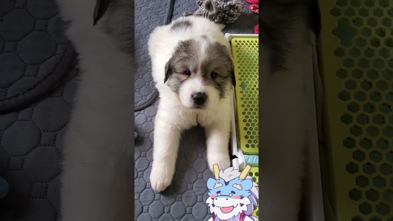 【子犬】2ヶ月後には登りきるけど、まだその時じゃない【グレートピレニーズ】#shorts #short #グレートピレニーズ #子犬