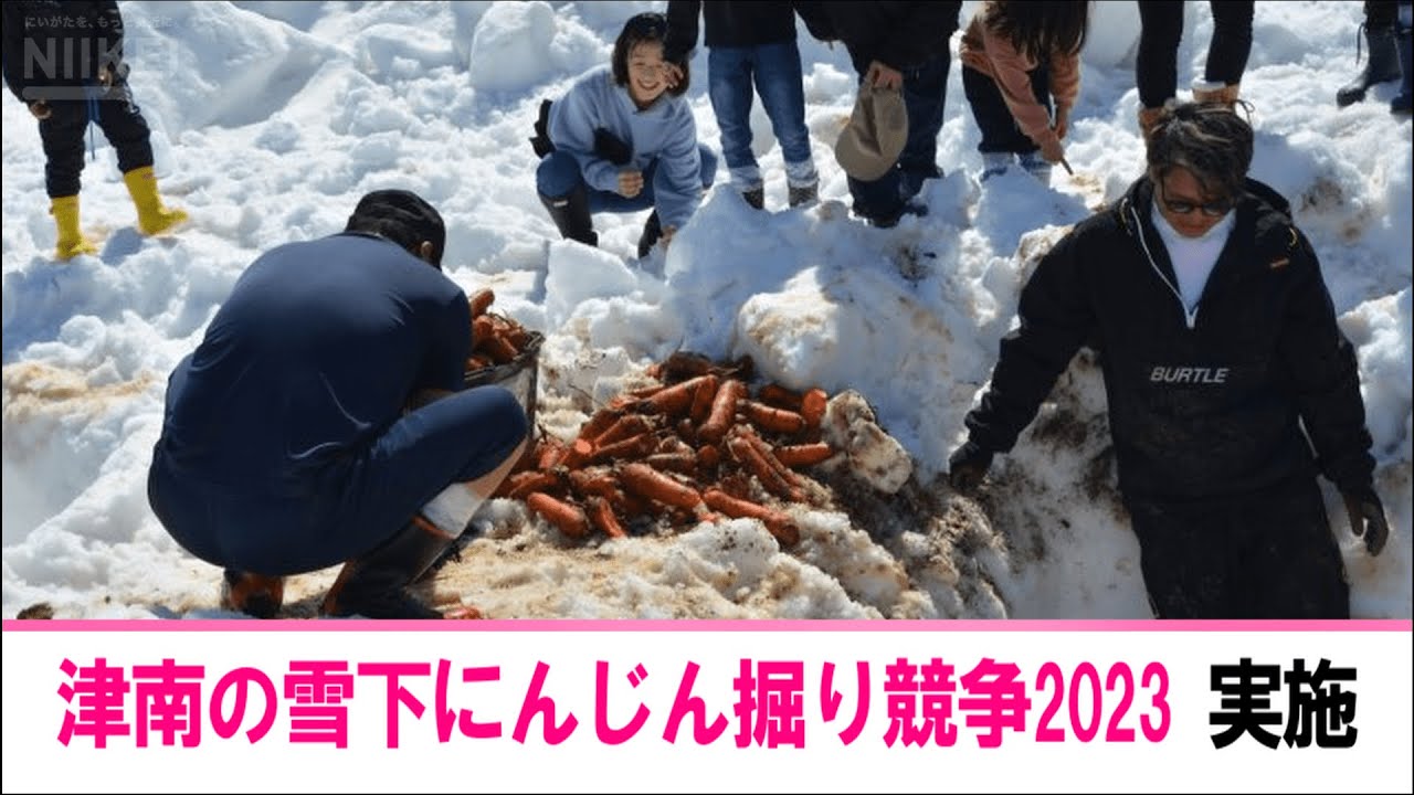 【雪下にんじんを掘り出せ！】「津南の雪下にんじん掘り競争2023」がニュー・グリンピア津南周辺で実施【新潟県津南町】