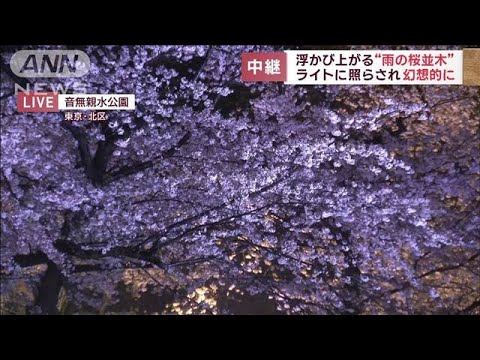 浮かび上がる“雨の桜並木”ライトに照らされ幻想的に(2023年3月29日)