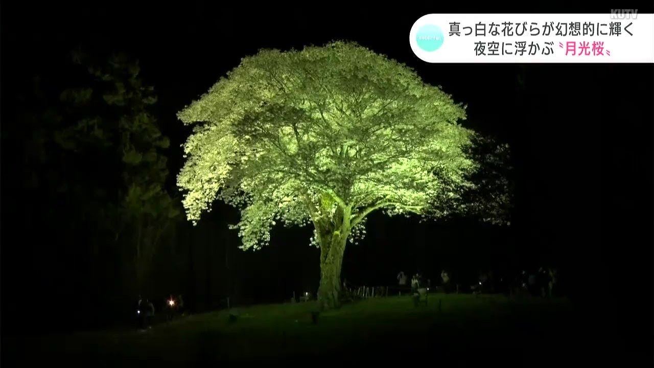 「一本というのが素敵」真っ白な花びらが幻想的に輝く　“月光桜”が見物客を魅了　高知・大月町