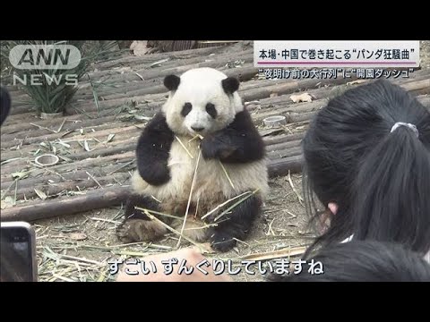 返還されたシャンシャンは今…中国で“パンダブーム”火付け役のアイドルパンダとは　#井澤詩織(2023年4月3日)