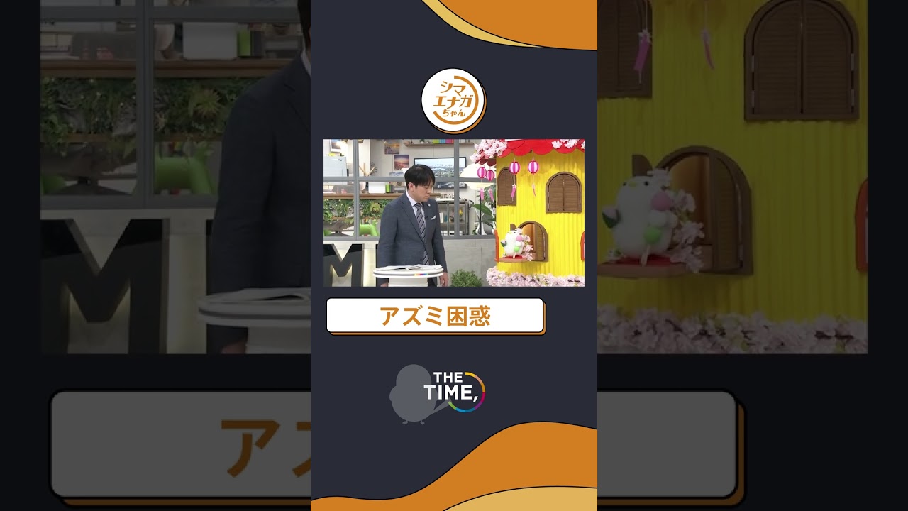 【THE TIME,】アズミ困惑#thetime_tbs #thetime切り抜き #アズミ #安住紳一郎 #シマエナガちゃん #シマエナガ #shorts