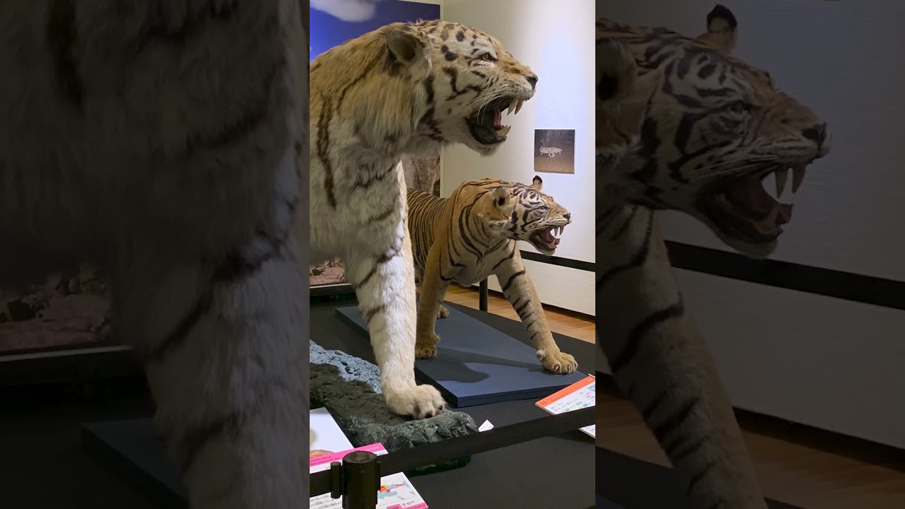 世界の野生ネコ科展　学芸員サクッと解説③シベリアトラ編