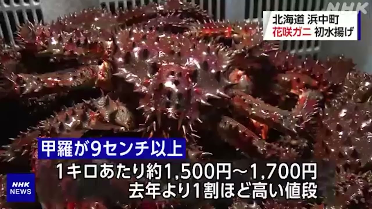 「花咲ガニ」初水揚げ 北海道 浜中町 | NHKニュース 2023年3月29日 | #NHKニュース