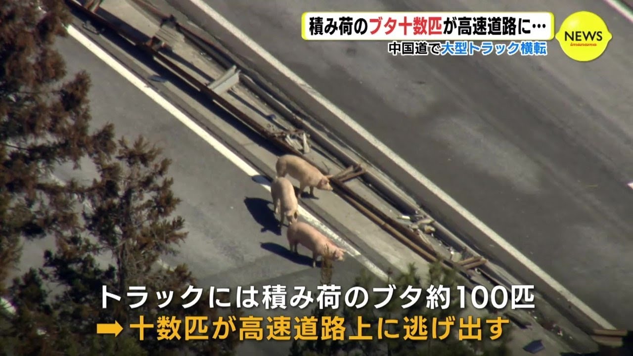 ブタが10数匹が高速道路に逃げ出す… 約100匹積んだトラックが横転事故　中国道（戸河内IC～六日市IC）で一時通行止め【動画ニュース】