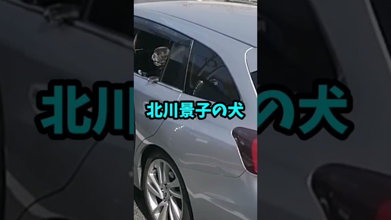 北川景子の犬…