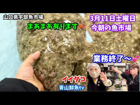 【まあまあ有ります】【イイダコ】【抹茶ティラミス】今朝の魚市場3月11日土曜日の水揚げ状況