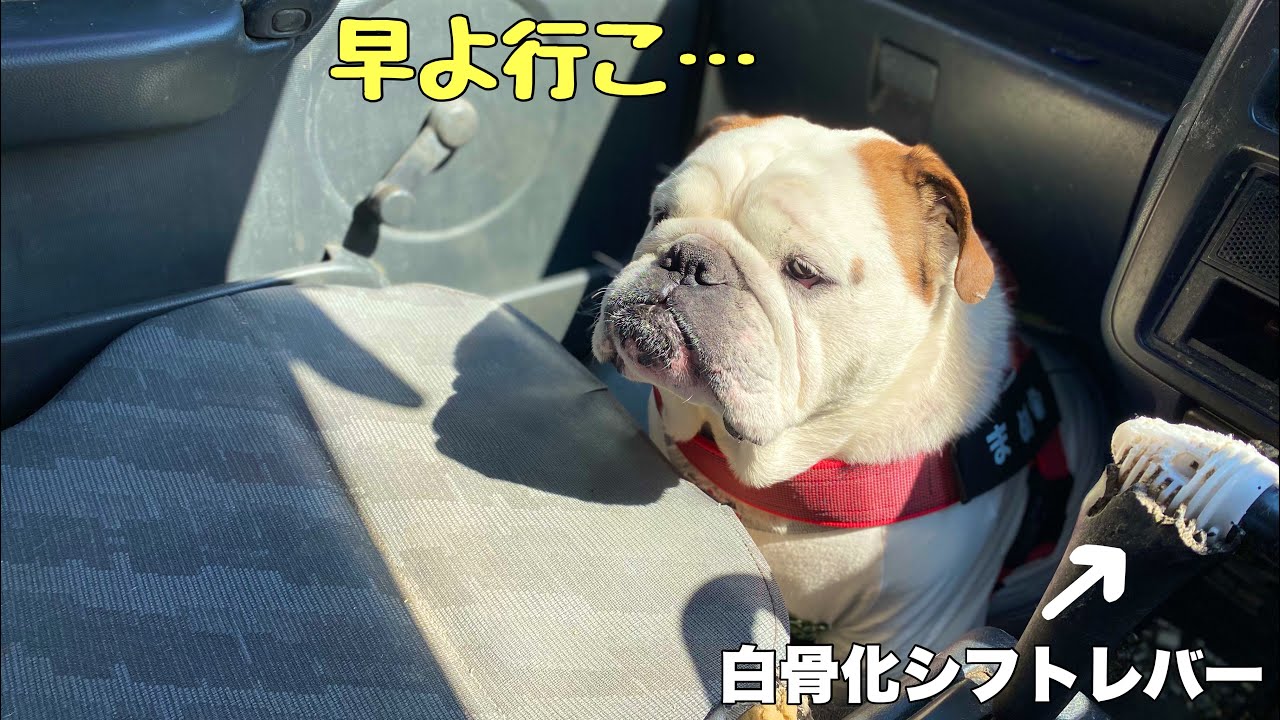 座るとこ間違えたブルドッグ　〜白骨化シフトレバーを添えて〜　#shorts