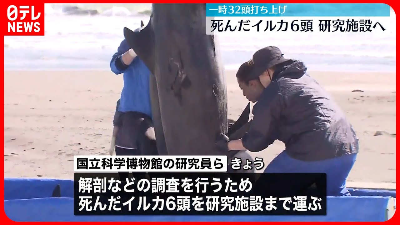 【一時32頭打ち上げ】解剖など調査のため…死んだイルカ6頭を研究施設へ