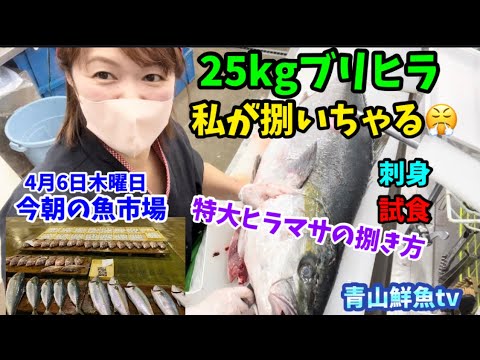 【ブリヒラ25kg】【女性スタッフが捌く】【時化】今朝の魚市場4月6日木曜日の水揚げ状況！