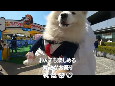 💖サモエドさくら💖ワンコも楽しめる🌸春🌸のお祭り 大阪城🏯城まち祭🐕🐶💖2023.3