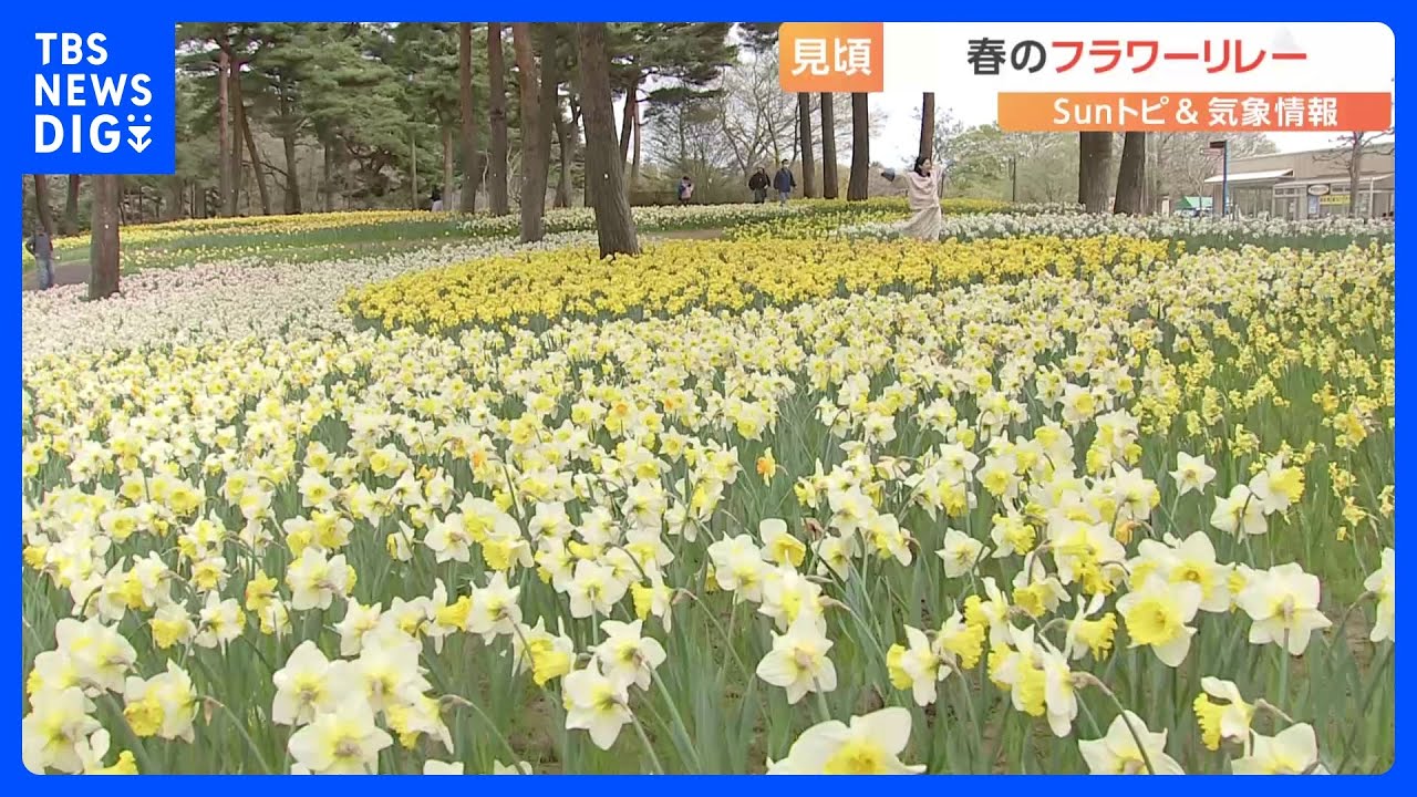 ネモフィラにスイセン、チューリップ　次々と見ごろを迎える春のフラワーリレー　茨城・ひたち海浜公園【SUNトピ】｜TBS NEWS DIG