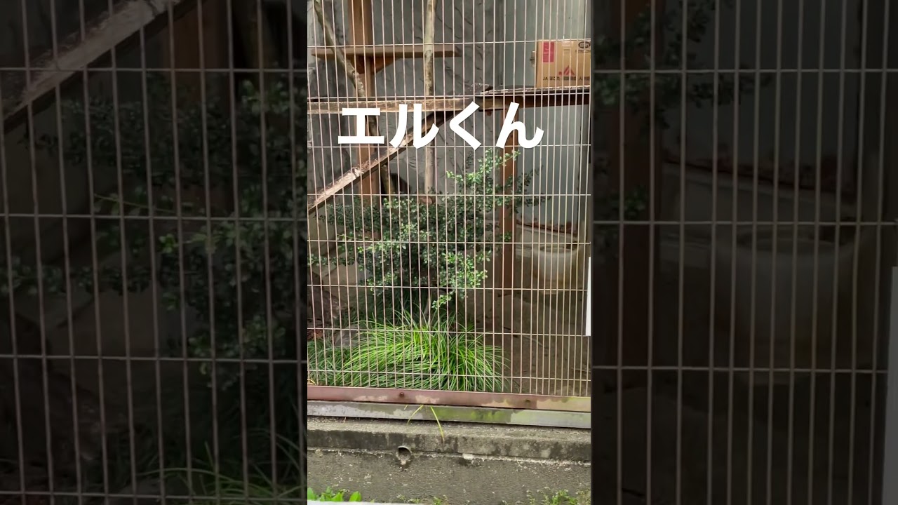 #shorts マヌルネコのエルくん♪ 東山動植物園　2023年3月25日
