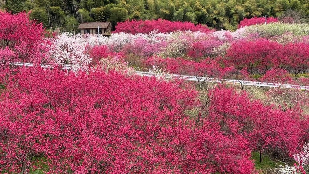 本当に天国だった！島根の桃源郷「天国に一番近い里」川角集落の春が美しい