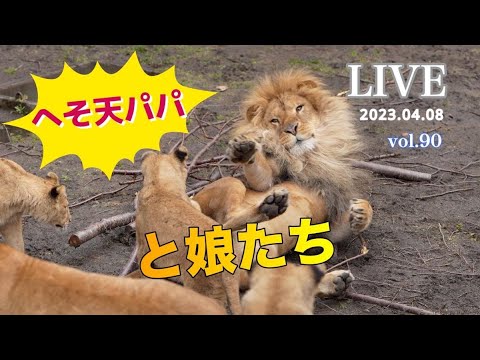 オリトのヘソ天に「みんな集まれ！」カッコいいオリトも娘たちにはタジタジ：あさひやま動物園チャンネルLIVE　2023.04.08　Vol.90