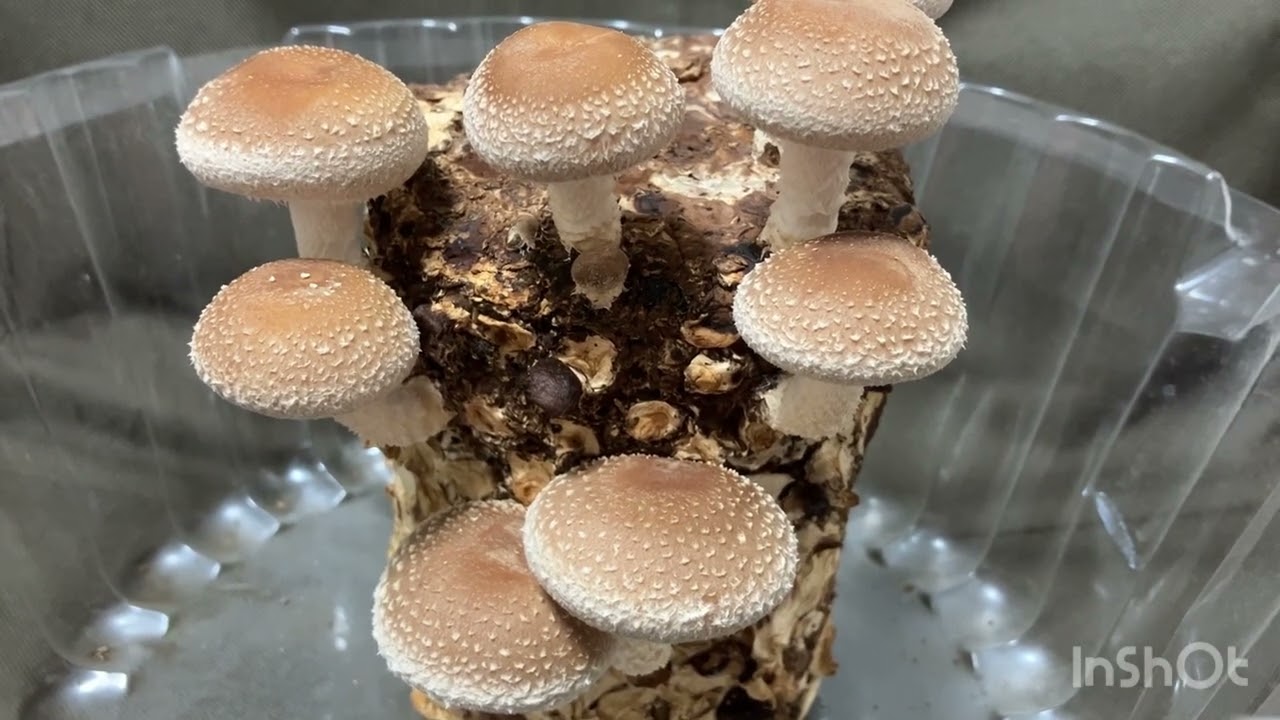 閲覧注意　鼻茸手術の術前術後