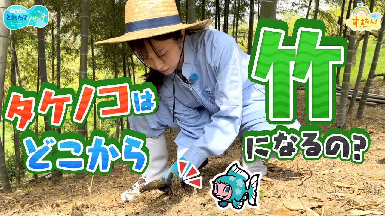 タケノコはどこから「竹」になるの？／とれたてリサーチ