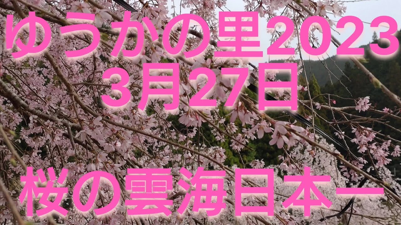 徳島 『ゆうかの里』しだれ桜 3月27日 花見やぐらから観る「桜の雲海」日本一！！