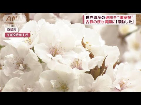 【さくらの名所100選】世界遺産“御室桜”圧巻　16km連なる桜並木も…(2023年4月5日)