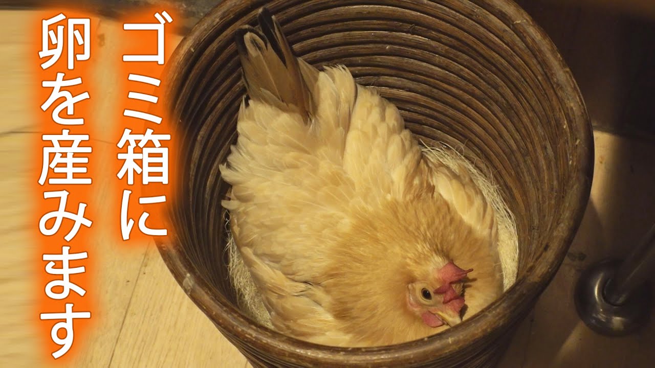 【癒し】ヒナは無事産まれるのか…　お気に入りの場所に卵を産むチャボ　#アニマルニュース