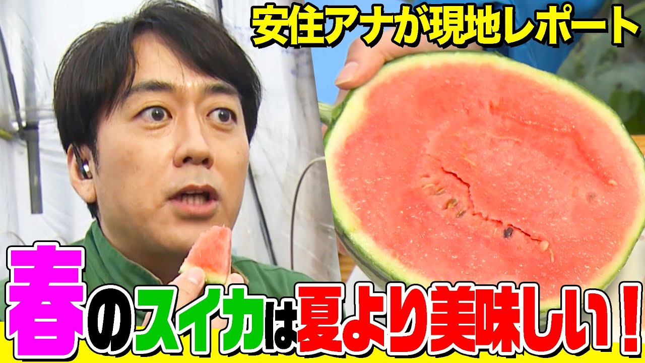 【出張！安住がいく】春のスイカは夏より美味しいって本当!?熊本県の名産地で実際に収穫して食べてみた【THE TIME】