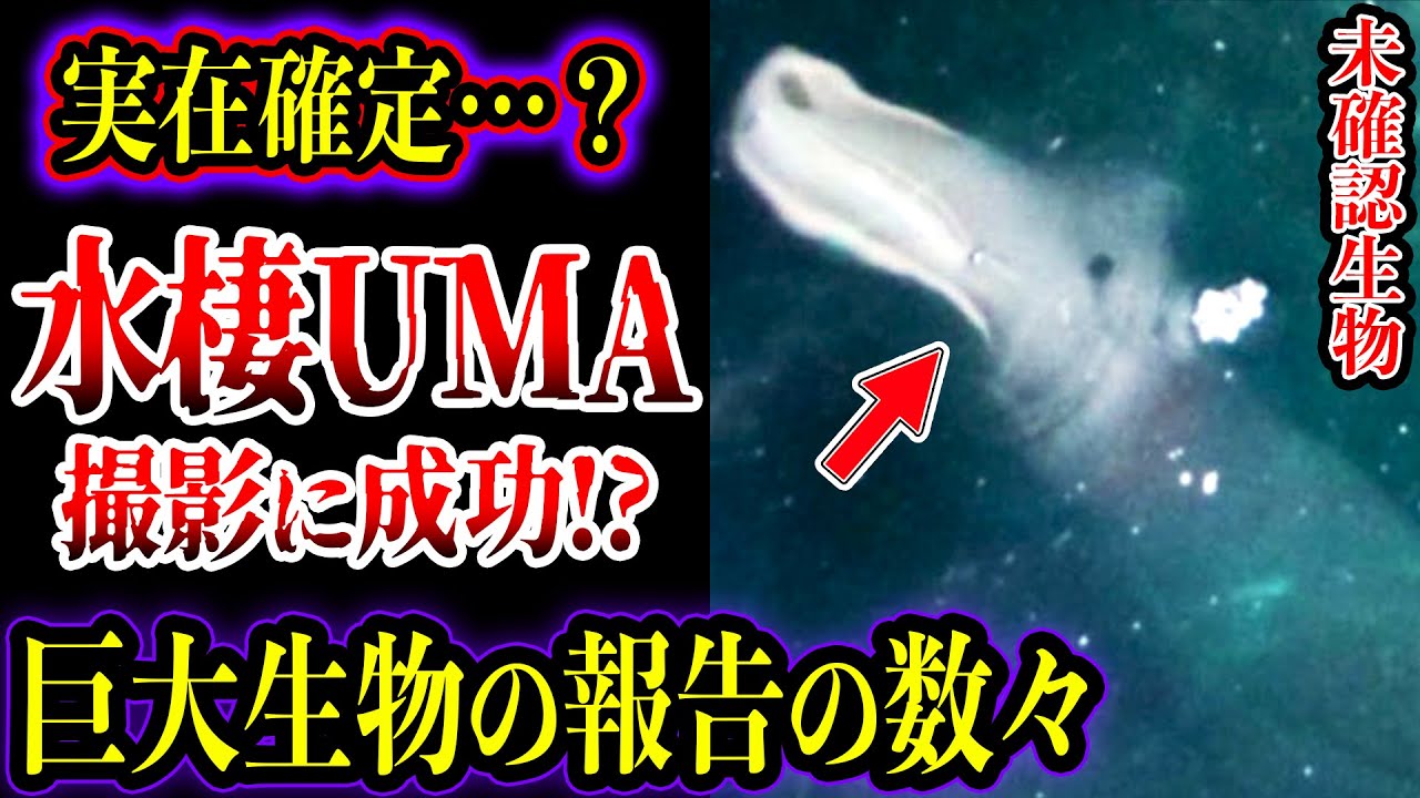 【ゆっくり解説】撮影に成功した水棲未確認生物5選…目撃証言がヤバい【UMA・未確認生物】