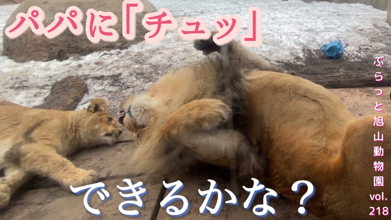 フウ、パパにチュッにチャレンジ！成功？失敗？優しく待ち構えるオリト。ライオン家族vol218@旭山動物園/child wants to kiss the lion's dad challenges