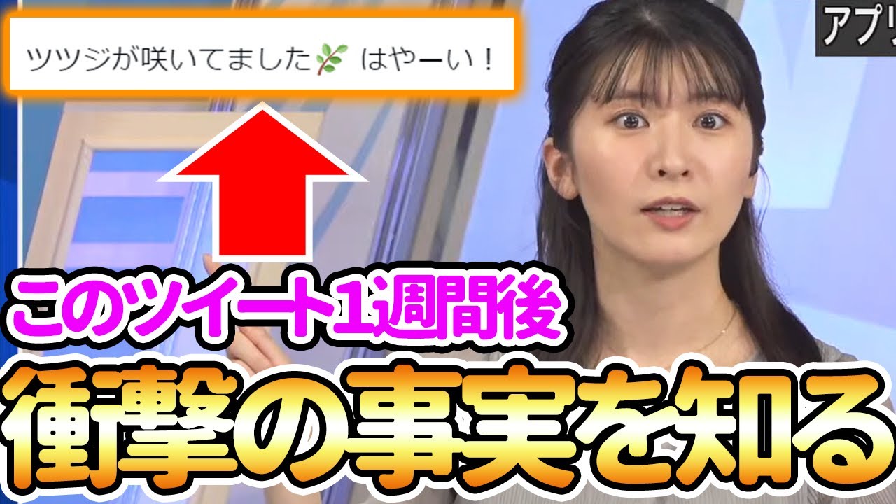 【駒木結衣】「ツツジが咲いてました」←このツイート１週間後に衝撃の事実を知ることに【ウェザーニュース切り抜き】