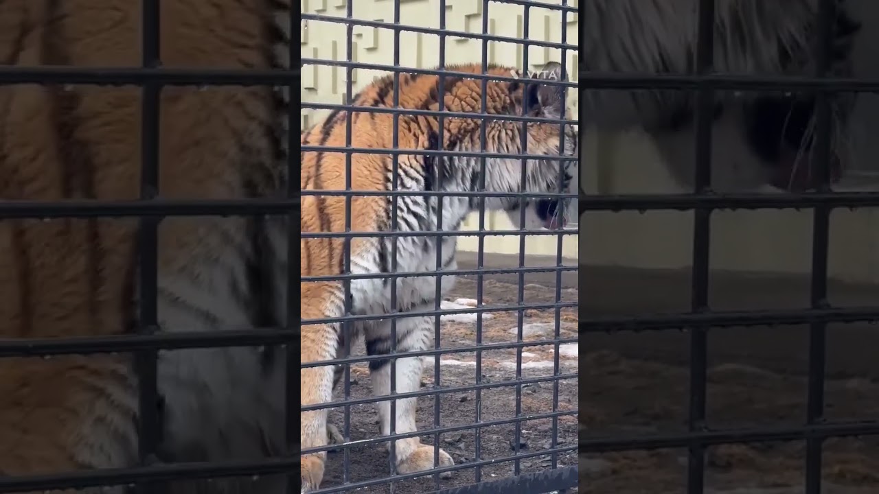 キリル一族 アムールトラのナージャちゃん♡（釧路市動物園）