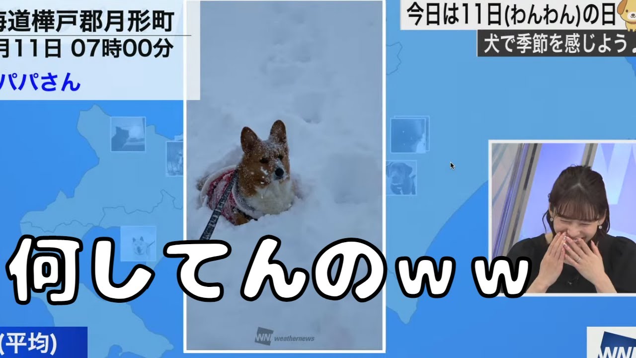 ワンちゃんリポート　【ウェザーニュース切り抜き/高山奈々】