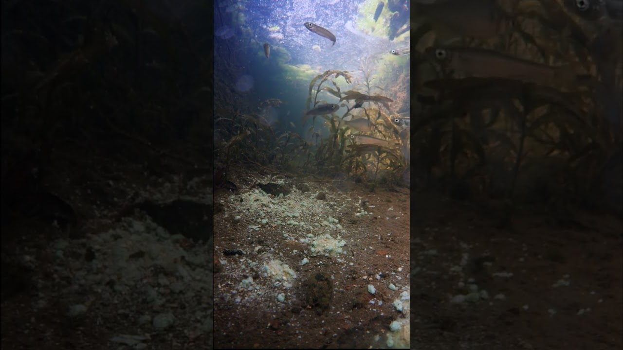 田んぼの溝にエサを落として待ってみた。