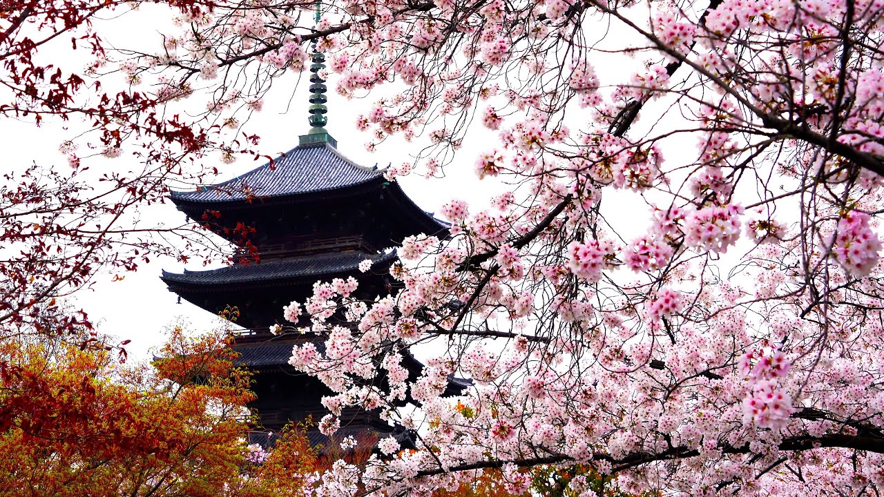 五重塔と桜のコラボが美しい 桜を眺めながら京都の東寺を散策