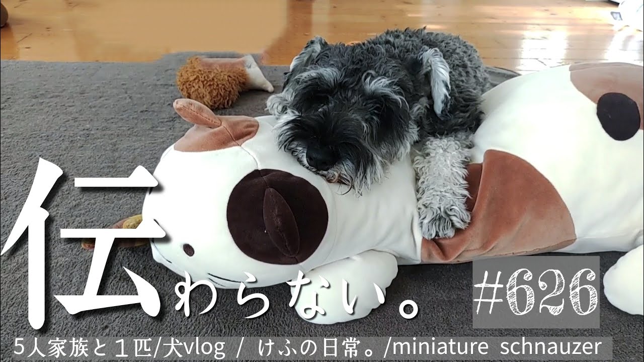 どうしたの？けふの日常。【miniature schnauzer 】 【 犬vlog 】 #626