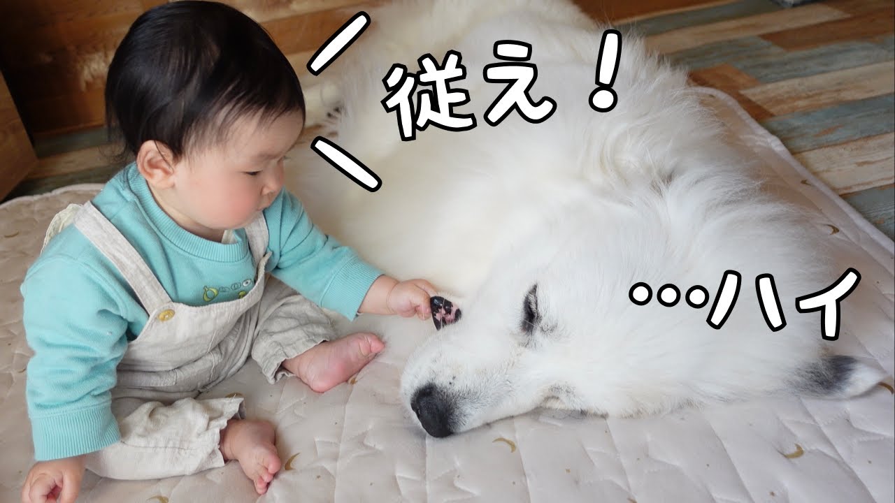 【ついに！】完全に超大型犬を手懐けてしまった生後9ヶ月の妹がすごいw｜グレートピレニーズ