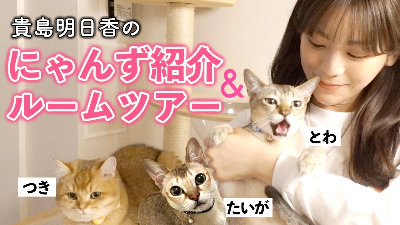 【ルームツアー】貴島家のにゃんず紹介＆ねこ部屋も紹介します