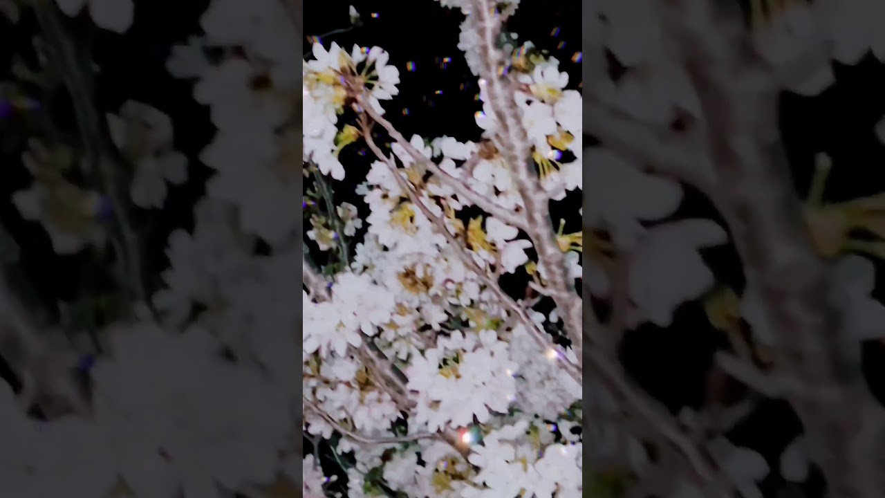 月と夜桜とるるらら#dog#夜桜#shorts