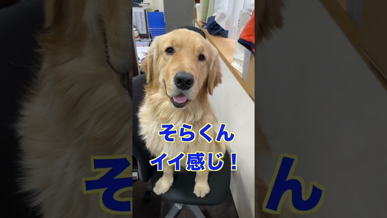 【老人ホームのセラピー犬】愛犬そらくんに激かみを渡した！　#shorts