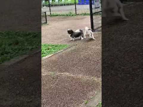 シーズー同士😍でも、乃蒼さんが•••💕