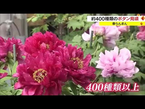 自宅にひとりで作った「ボタン園」　今では県外から客が訪れる人気に　４００種類以上を栽培【岡山】　 (23/04/18 17:30)