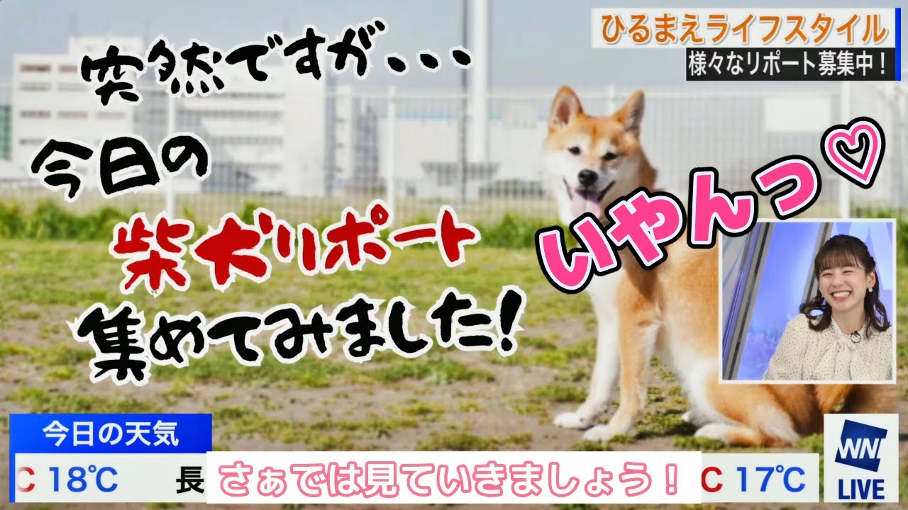 【高山奈々】柴犬の可愛さに思わずでた一言！？ｗ　#ウェザーニュース　#切り抜き　#高山奈々