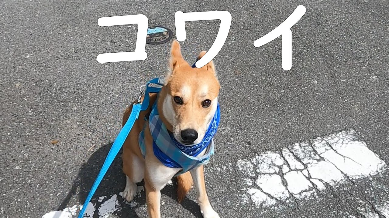 狂犬病注射にビビるワンジロー