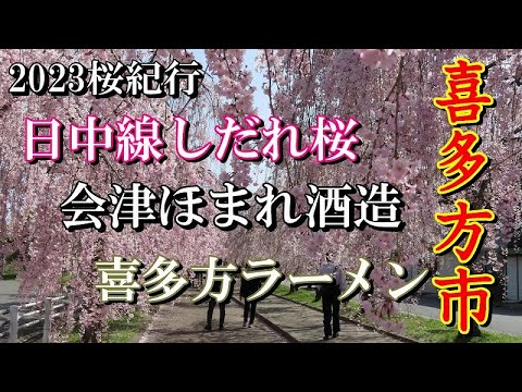 2023福島県桜紀行　日中線しだれ桜並木　3ｋｍの満開のしだれ桜のトンネル　ほまれ酒造（唐橋ユミさんの実家　雲嶺庵）　喜多方ラーメン：かど屋（老舗の味）【喜多方市】2023.04.13