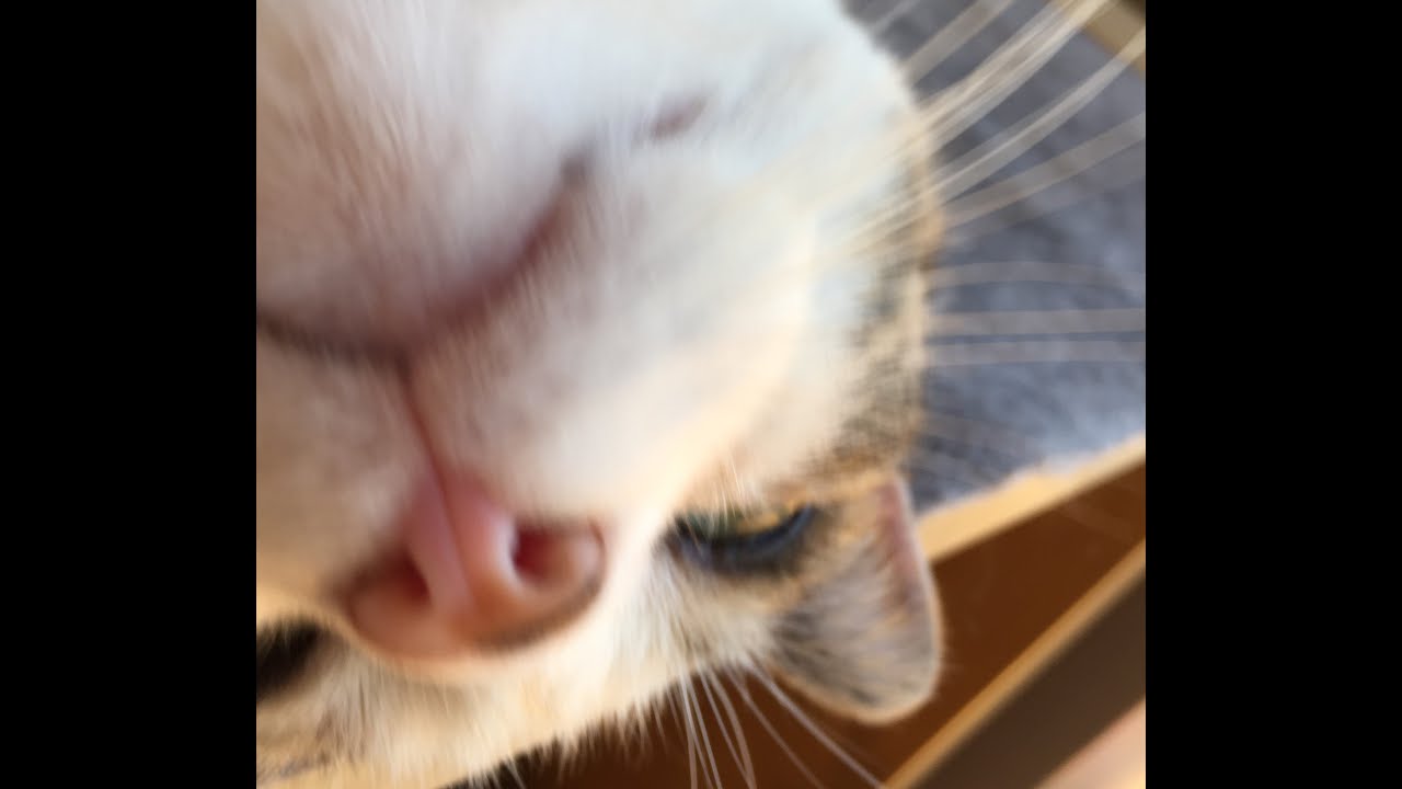 朱惠文-香港中文 #也 #中村倫也#トップコートランド #Tomoya Nakamura #StevenChu  #Hong Kong  #Cantonese #writing