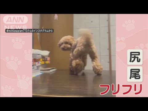 トイプードル　尻尾もお尻も“フリフリ”　まるでダンス！？　理由は…(2023年4月5日)