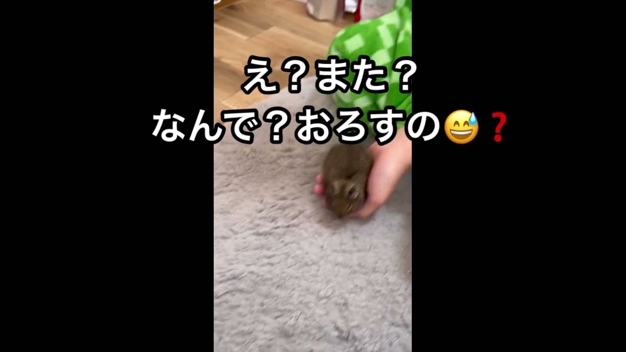2023.1.8(日)手乗りクリ坊