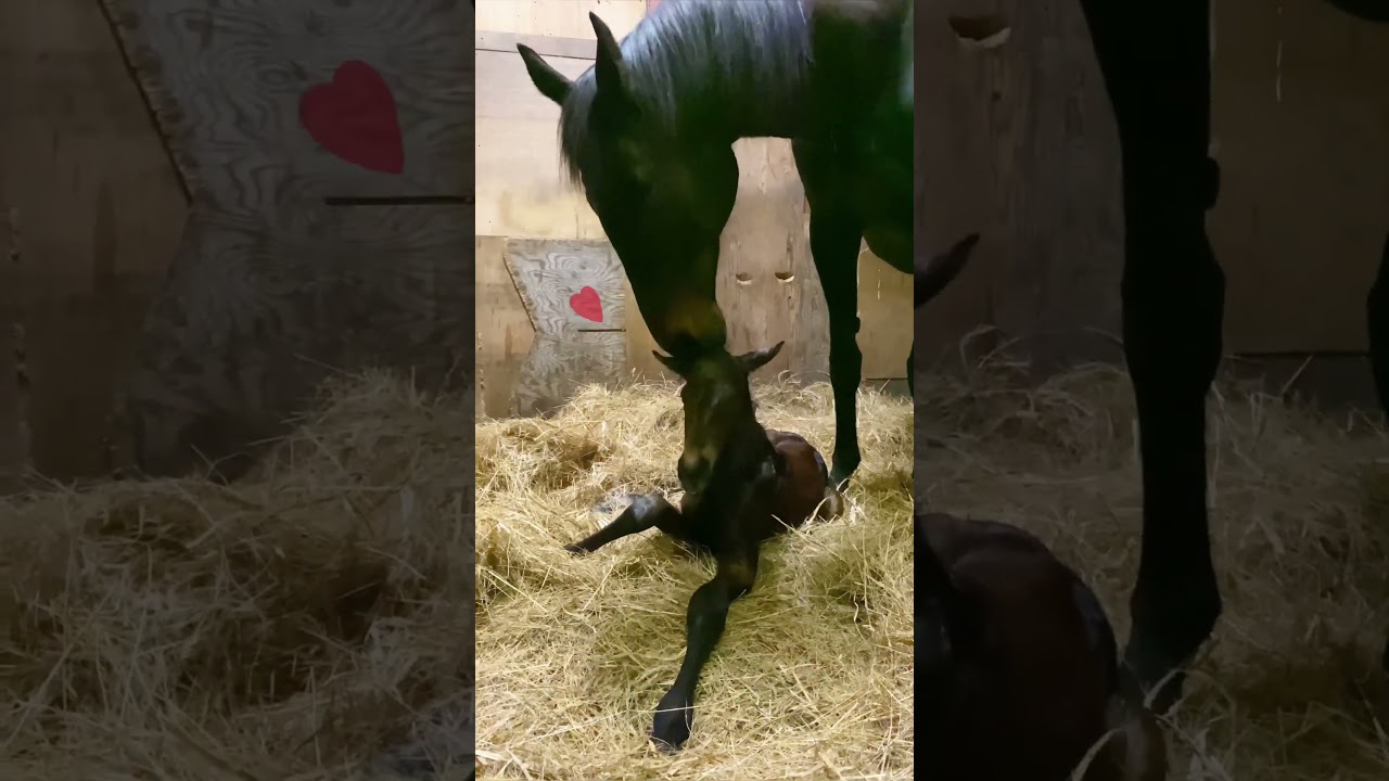 みさきママ、無事出産！