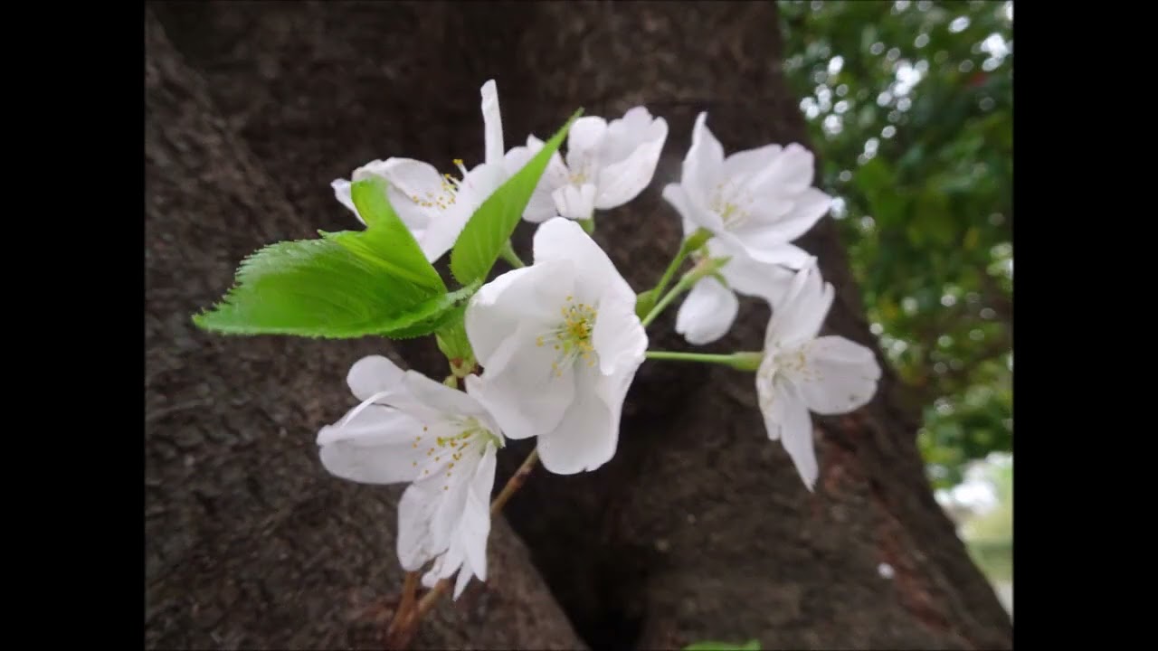 第３公園