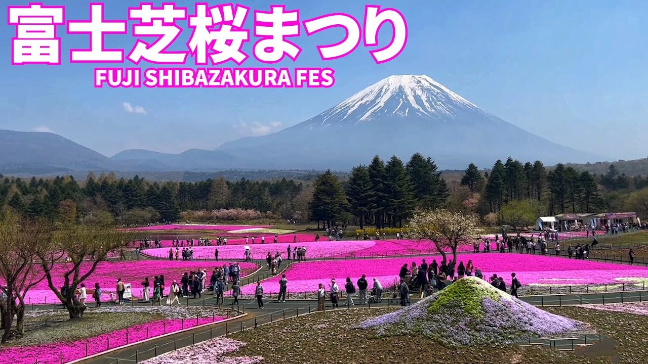 #49【富士芝桜まつり】富士山とピンク色の絨毯が一望できる絶景を見てきた！