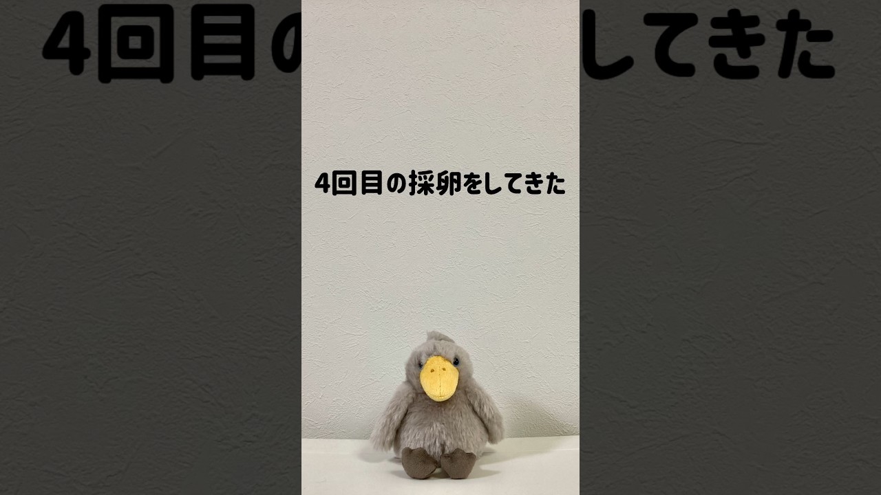 〈不妊治療〉採卵4回目してきた…#shorts #不妊治療 #体外受精 #顕微授精 #妊活 #36歳 #採卵
