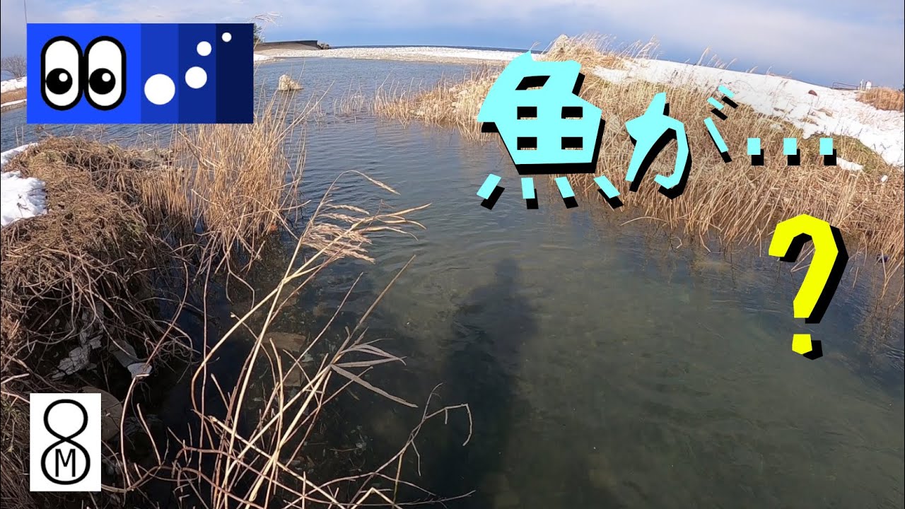 【水辺潜入】サクラマスやアユが棲む川、魚が消えた？